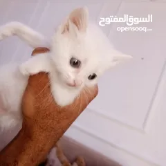  1 قطط اثني للبيع عمر شهر و 10 يام