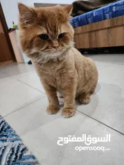  4 Persian Cat