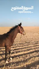  2 بسم الله ماشاءالله