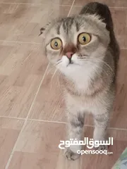 2 قطة كتنز  بيبي قط  كتن  و قطه سيامي شوكلت   بسعر رمزي  شبه تبني للتبني متعوده لتربوكس وداري فود