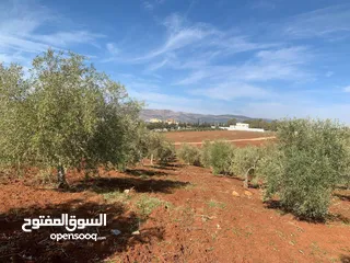  5 ارض للبيع في السلط /الصبيحي -بيوضة الشمالية  مساحة الارض 3.400 دونم