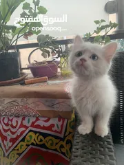  1 قطه ذكر شيرازي