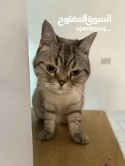  10 قطتان جميلتان تبحثان عن بيت دافئ  Two lovely cats looking for a loving home