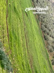  7 ارض للبيع جرش عنيبه منطقة شاليهات مساحة الارض 3500متر بقوشان مستقل اطلاله مميزه جدا جدا