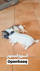  5 1 month old female puppies for sale