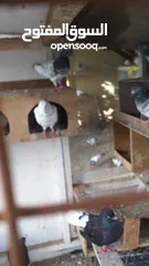  3 pakistani pigeons