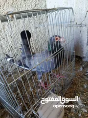  23 حمام للبيع