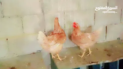  2 بيض لوهمن براون خط اول مخصب ومكفول