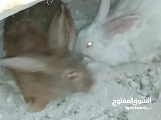  6 أرانب عدد 2 اناثي اعمار فوق ال7 شهور