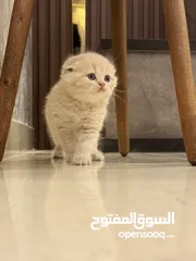 6 مجموعة قطط سكوتش فولد و ستريت مميزة للبيع