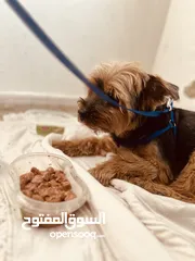  2 كلب للبيع  الجادين فقط