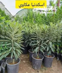  16 مشاتل السهل الاخضر الزراعيه تنسيق حدائق ومزارع