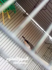  13 ثلاث جواز جانبو  جنه جوز تحتهم بيض