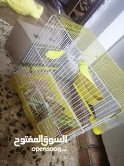  1 طيور عصافير الحب