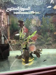  8 JEBO Fish tank big size urgent sale