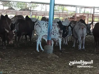  9 شركه مواشي عمان