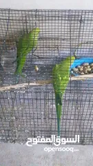  1 Parrot for Sale