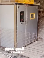  1 فقاسه  للبيع