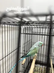  4 ببغاء  ذكر بالغ ازرق مع لون خفيف اخضر في الجناح