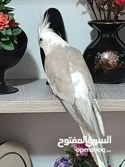  9 زوج كوكتيل وايت فيس