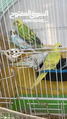  2 خمس حبات حب بلديات وشغلات