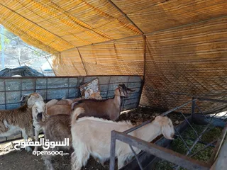  17 ماغز لاتينو جامبو وسيناني الاول في العالم للحليب