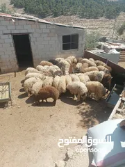  2 أضاحي الوزن الكيلو 5.50