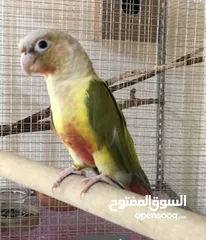  8 فراخ جرين شيك اليفات للزق اليدوي تركواز اناناس يلو سايد اقرأ التفاصيل