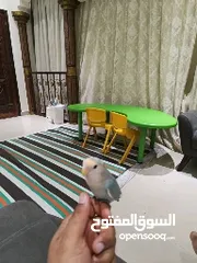  3 أنثى روز اليفة