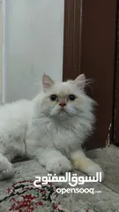  4 قط للتبني قط بريشن أبيض فرصة رائعة لتبني قط بريشن أبيض جميل ونظيف عمره أكثر من ستة شهور.