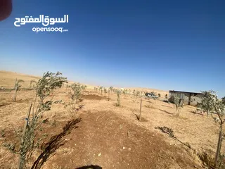  23 مزرعه زيتون