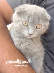  1 سكوتش فولد