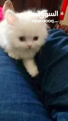  15 بسه شيرازيه للبيع عمرها تقريبا شهر