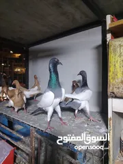  9 15 طير مخلف 4 يهودي رقبه شبر 4 مزههورات 4 نوري  1مخلف سلفر يهوديات نخب رقبه شبر 12 جوز يهودي
