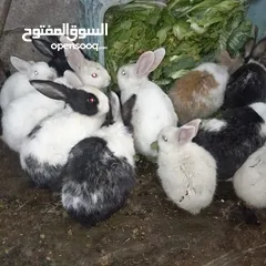  2 أرانب فرنسي للبيع اعمار مختلفة
