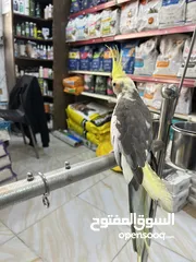  6 كوكتيل ذكر متكلم عرض قوي عالسعر شوف الوصف