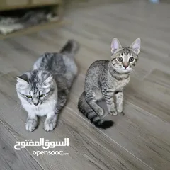  1 قطط للتبني