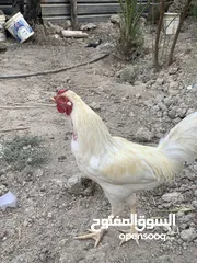  1 ديوج للبيع