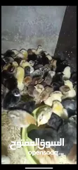  2 صوص بلدي  البزره القديمه حبات النخب من حضك والله يبارك ل صاحب النصيب..
