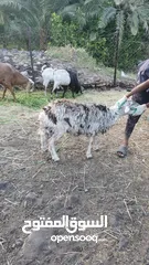  13 للبيع أبقار عمانية وجاعدة وكبش