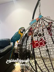  3 Blue and Gold Macaw (6 months)