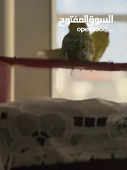  4 جوز بادجي أسترالي مميز للبيع
