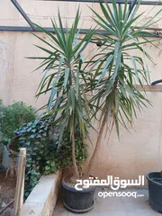  1 شجر زينة حجم كبير