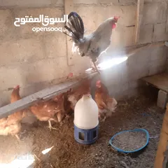  2 خمس جاجات وديك نخب بياضات