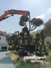  29 الحديقه والمنزل جميع انواع الاشجار المثمرة والأشجار الحرجيه ونباتات الزينة