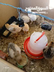  2 صيصان براهما الاصلي المصوف للبيع