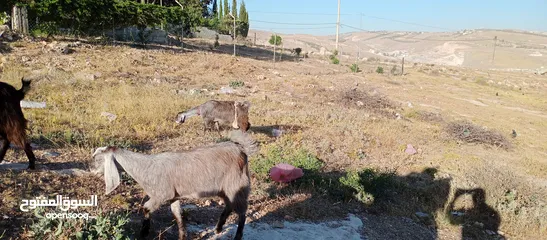  3 ماعز للبيع