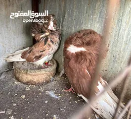  3 جواز مشكله