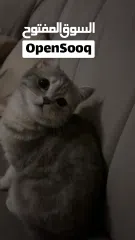  2 قطه تطلب تزاوج