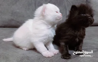  9 قـطـط هــمـالايـــا شـــوكـلـيــت مــكـــس شــــيـــــرازي لـــلـــبــــيـــع عـــمـــر 76 يـــــوم
